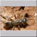 Dipogon subintermedius - Wegwespe 01b 7mm Sandgrube Niedringhaussee.jpg